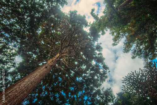 Upward view of a giant redwood (Sequoiadendron giganteum) photo