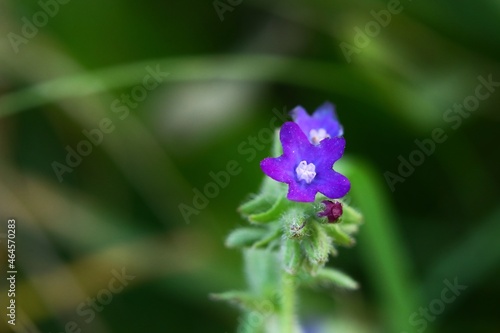 Purple flower of Anchusa officinalis, the common bugloss