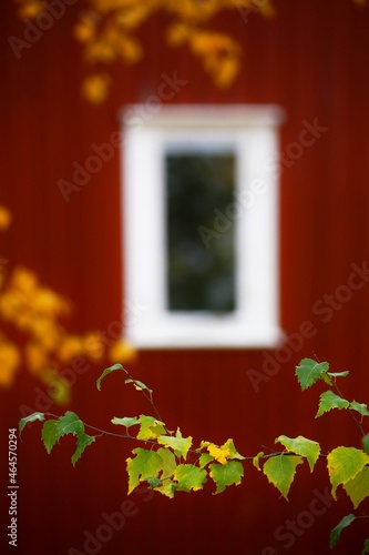 Birch leaves in front of Swedish house in autumn photo
