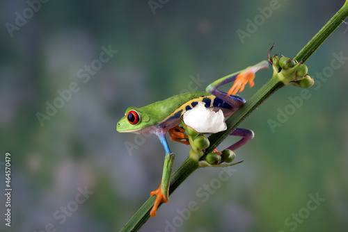 Red-eyed tree frogs perched on a tree branch