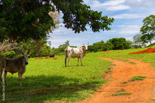 Alguns bovinos  magros  pastando em fazenda.