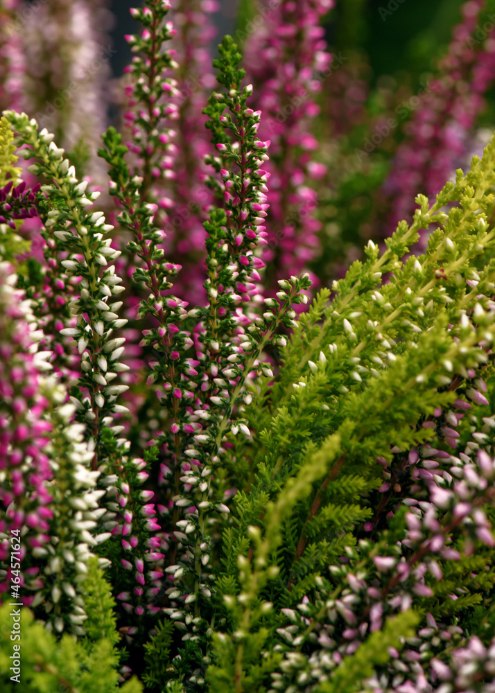 Calluna vulgaris, Ling or Erica in bloom. Vertical floral background. Multicolored Heather blossoming flowers. Selective focus.