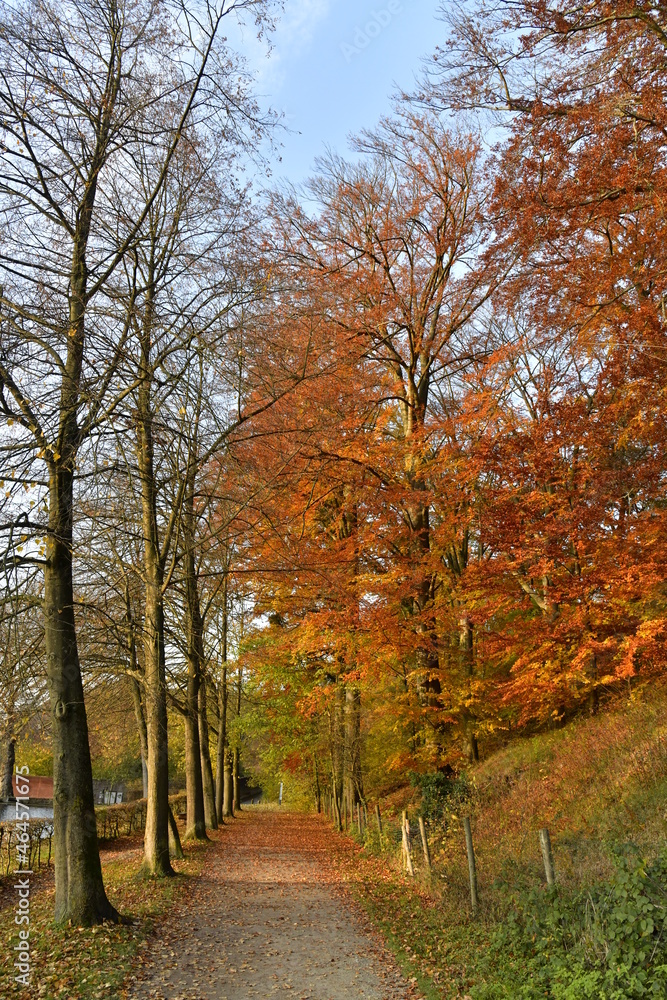 Promenade longeant l'étang du Moulin sous les feuillage rouges des arbres en automne près de l'abbaye du Rouge-Cloître en forêt de Soignes à Auderghem 