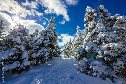 Snowy trees on Old Speck Mountain in Maine