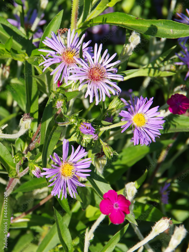 Close-up view of red and purple wildflowers Close-up view of red and purple wildflowers