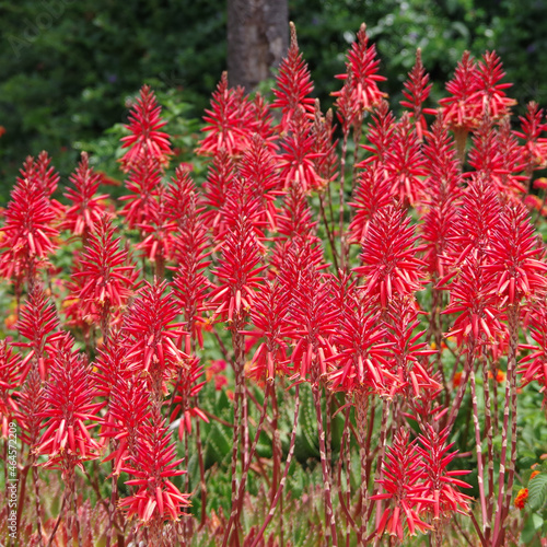 Full frame view of a cluster of red aloe blossoms