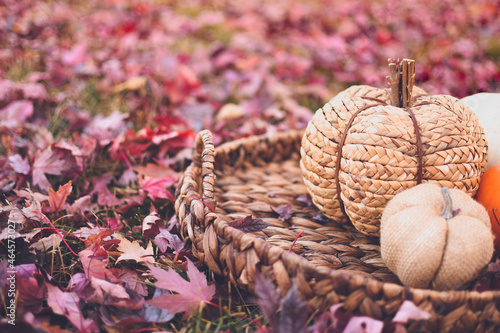 autumn still life with pumpkins sitting on a woven basket in the leaves in the fall 