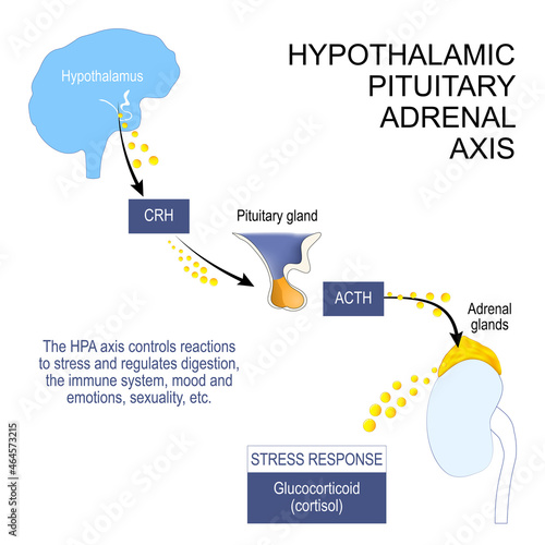 hypothalamic pituitary adrenal axis photo