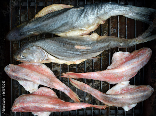 Fresh fish on the grill grate. The fish is prepared for smoking. Sea bass. Fish in the smokehouse. Cooking fish. Hot smoking.