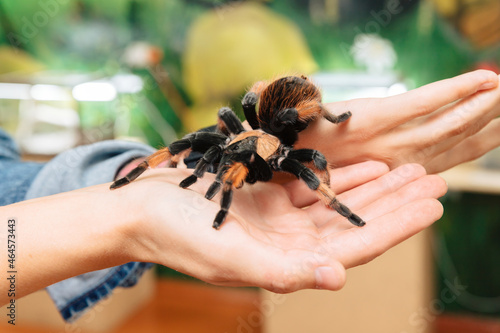 A large tarantula spider sits on the arm. photo