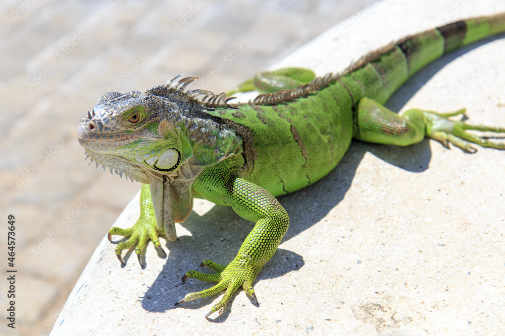 Naklejka premium Green gecko iguana