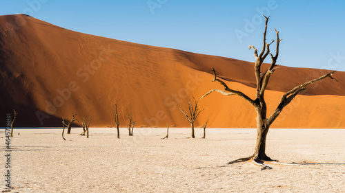 Dead camel thorn trees against towering sand dunes at Deadvlei in the Namib Desert  Namibia  Africa.