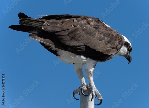 Osprey