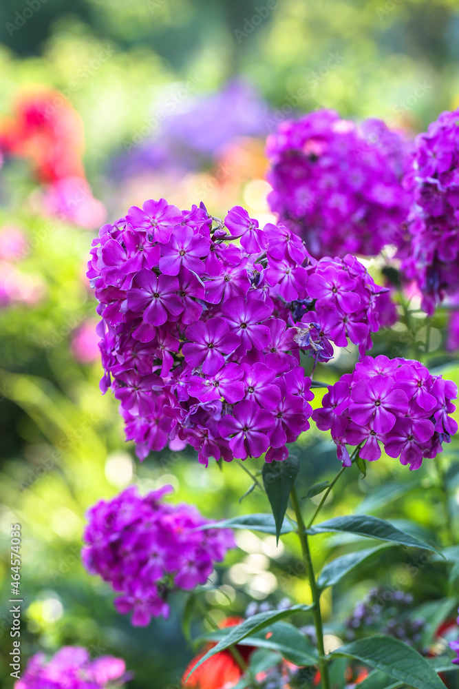 Garden Phlox (Phlox paniculata), flowers of summer Garden Phlox (Phlox paniculata), flowers of summer
