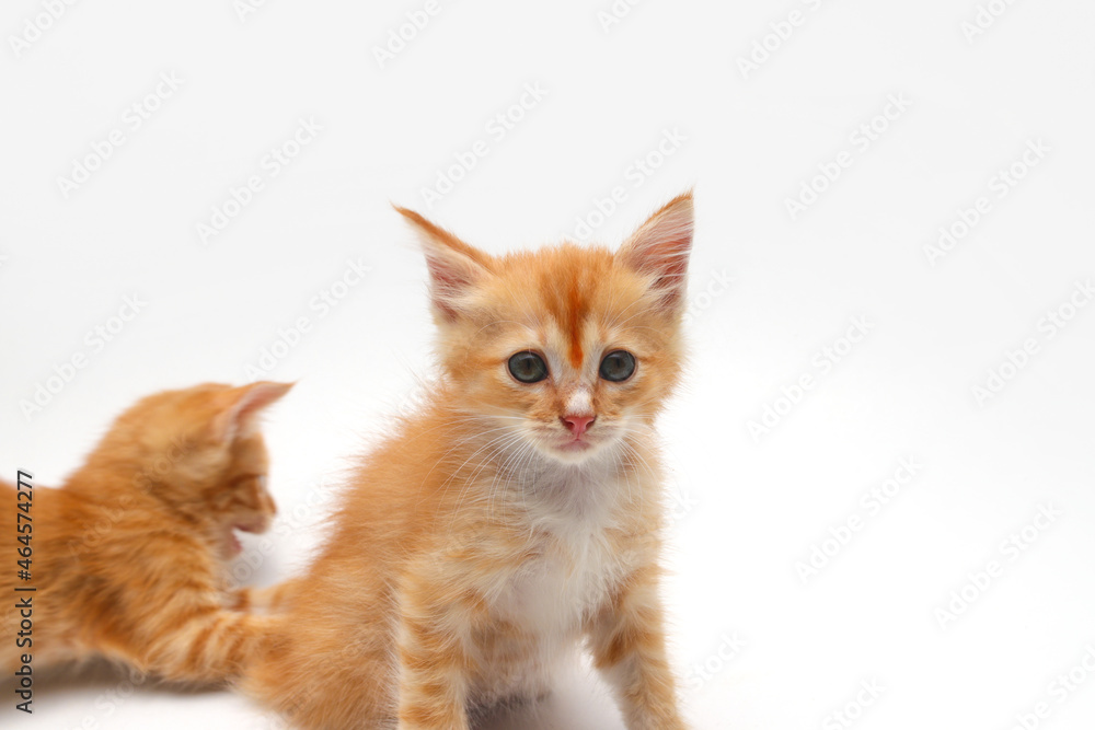 Close-up view of a cute yellow kitten is looking at to the camera isolated on white background