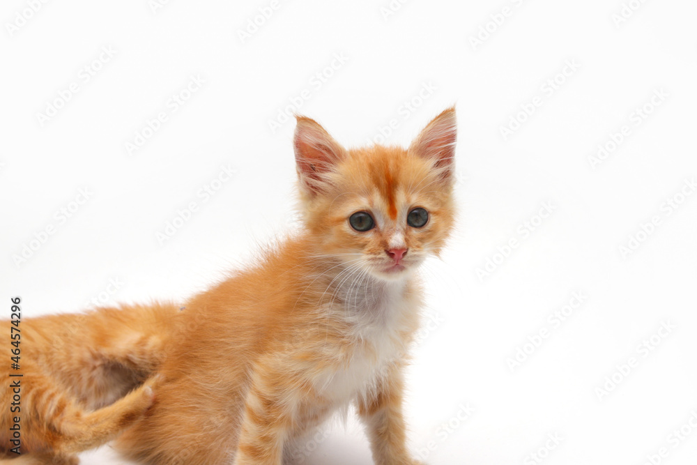 Close-up view of a cute yellow kitten is looking at to the camera isolated on white background