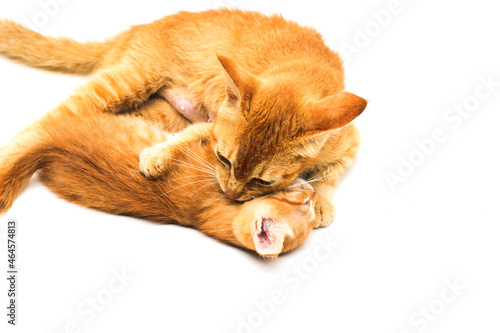 Close-up view A mother cat is bathing her yellow kitten by licking her whole body isolated on white background