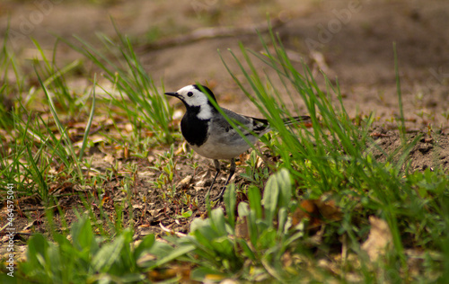 The wagtab bird stands among the green grass. Banner, postcard, cover, flyer, layout design