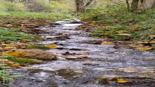 Water flows in a small stream with colorful autumn leaves  (slow motion)