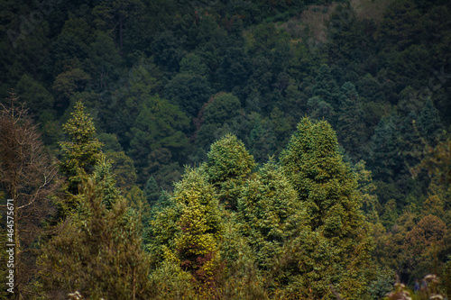 Árboles de oyamel del bosque templado