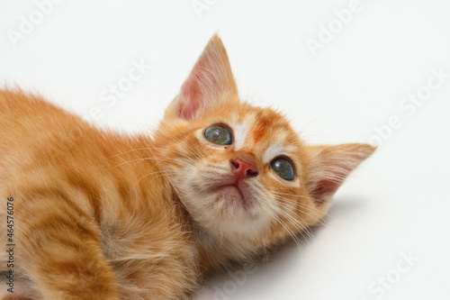 Close-up view of a cute yellow kitten is lying down and look at to the camera isolated on white background