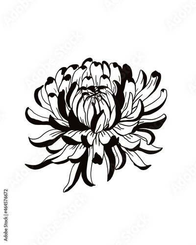 chrysanthemum flower blossoms. Cool for t-shirts, tattoos and design.