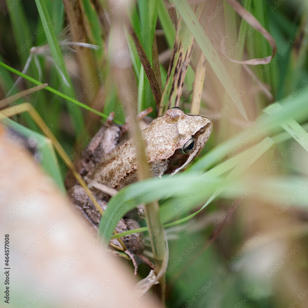 Fototapeta premium Ein Frosch im Gras