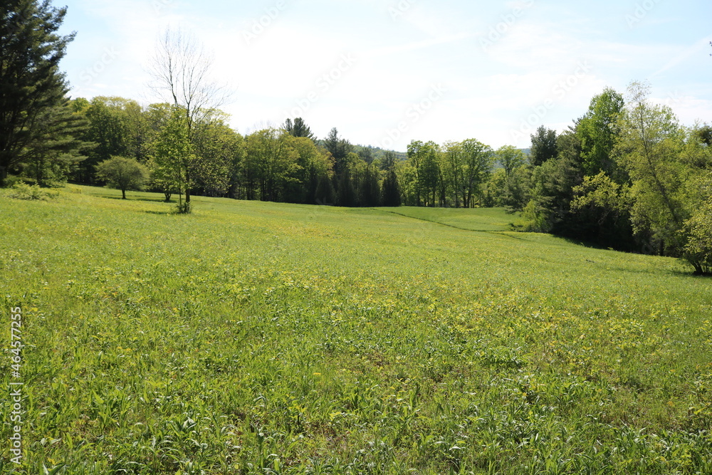 Obraz premium open gree field