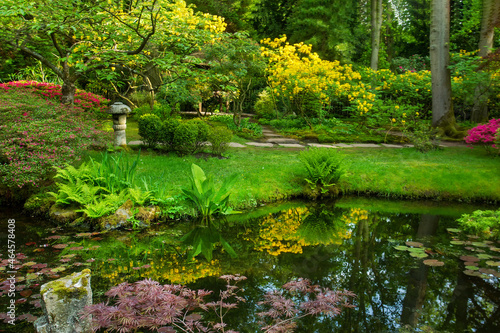 Amazing alley of rhododendron bushes in the park of the Clingendal estate in The Hague photo