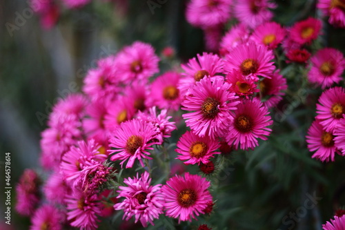 Pink Aster flowers on green background. Autumn flowerts