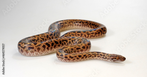 Spotted python // Fleckenpython, Gefleckter Zwergpython (Antaresia maculosa)