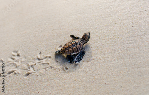 Little Sea Turtle Cub  Crawls along the Sandy shore in the direction of the ocean to Survive  Hatched  New Life  Saves  Way to life  Tropical Seychelles  footprints in the sand  forward to a new life