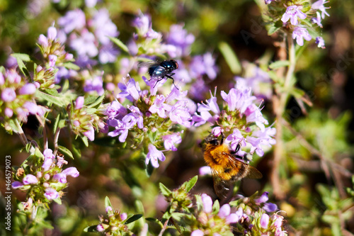 bumblebee and housefly sitting on blooming thyme flowers