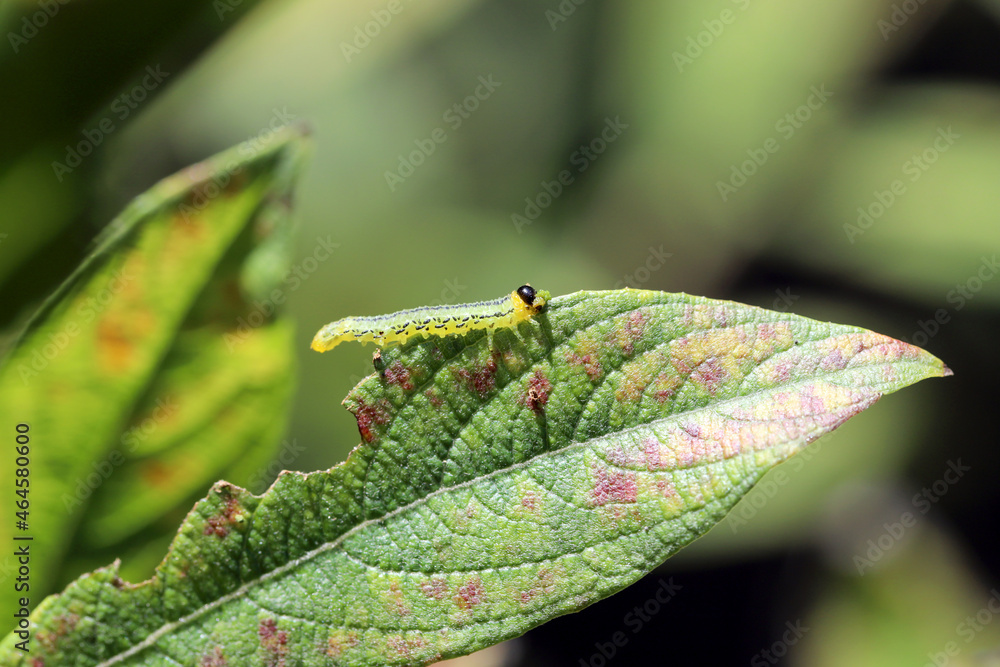Caterpillars of Pteronidea salicis - pest that eats leaves of willow trees, also grown in gardens Caterpillars of Pteronidea salicis - pest that eats leaves of willow trees, also grown in gardens