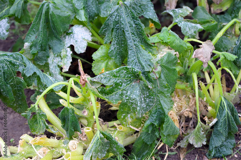 Mold on zucchini leaf, zucchini infected with disease and damaged by frost. Stock Photo Adobe