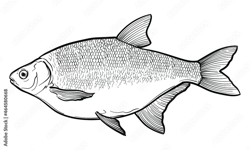 Obraz premium Hand-drawn Bream. Black and white. Vector sketch of a fish isolated on a white background.