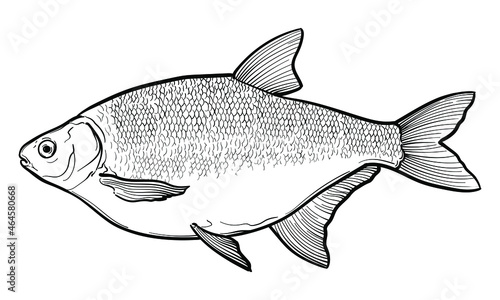 Hand-drawn Bream. Black and white. Vector sketch of a fish isolated on a white background.