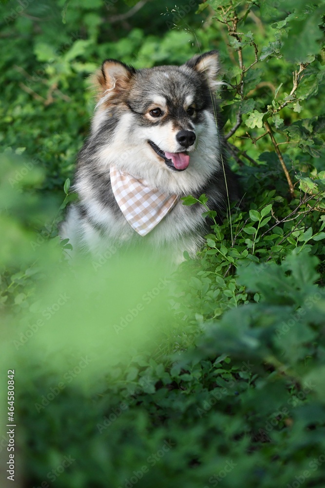 Portrait of a young Finnish Lapphund dog Portrait of a young Finnish Lapphund dog