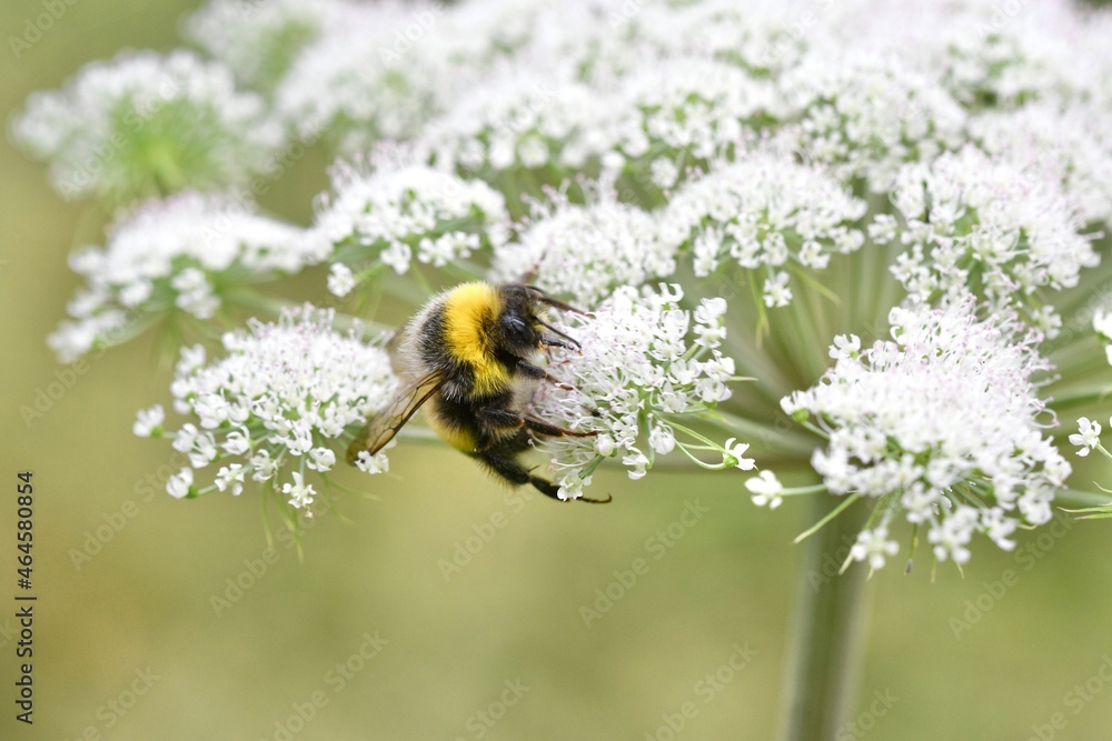 Closeup or macro of a bumblebee on a white flower Closeup or macro of a bumblebee on a white flower