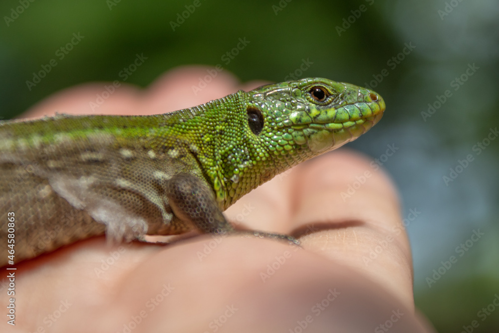 green lizard sitting in the palm of your hand green lizard sitting in the palm of your hand