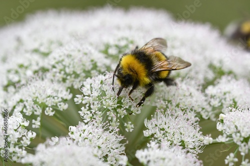 Canvas Closeup or macro of a bumblebee on a white flower