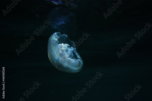 Jellyfish floating in the sea. Medusa flotando en el mar