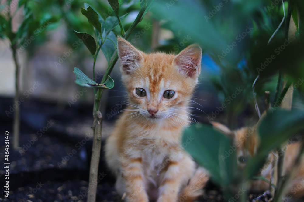 custom made wallpaper toronto digitalClose-up view of a curious yellow kitten on a black polybag with orange plant and rice husk is looking at the camera in the backyard