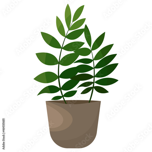 ficus benjamina house plant greenery on the window flower home garden