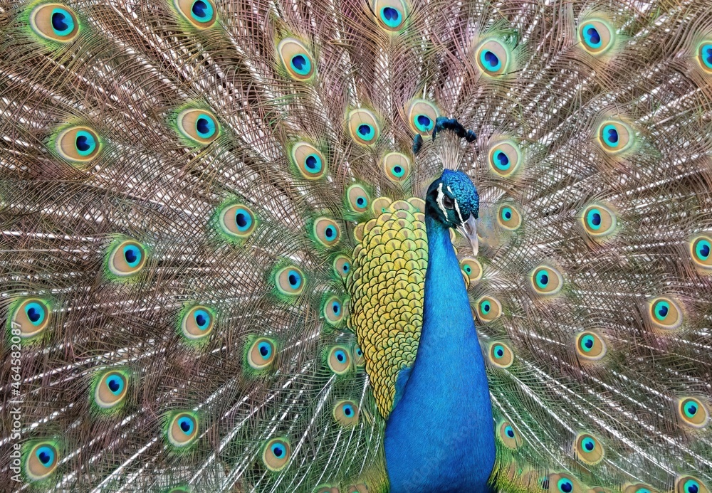 Fototapeta premium peacock with feathers