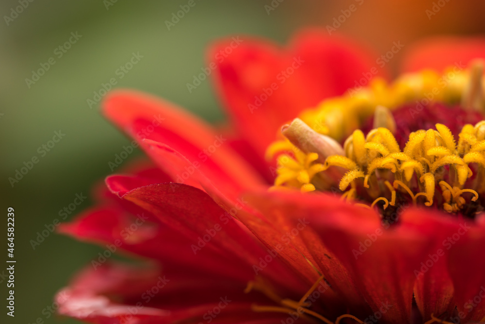 Beautiful close up shot of vobrant red Zinnia flowe Beautiful close up shot of vobrant red Zinnia flowe