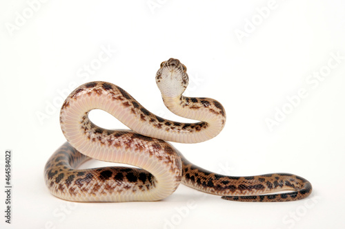 Fleckenpython, Gefleckter Zwergpython // Spotted python (Antaresia maculosa)