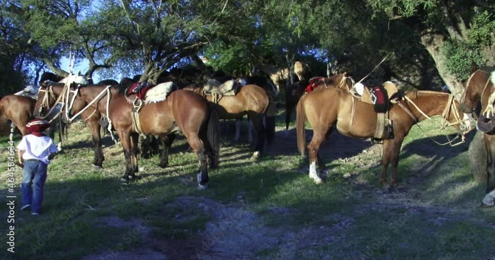 Gaucho horses. Saddled horses in the style of the Argentine gauchos. Horses resting and eating. Gaucho horses. Saddled horses in the style of the Argentine gauchos. Horses resting and eating.