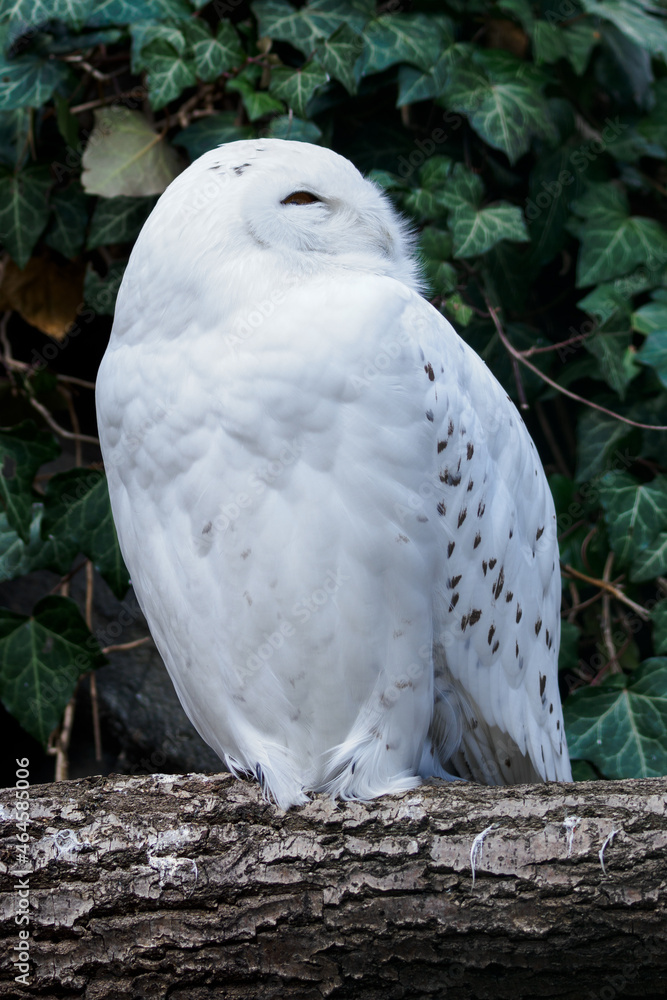 Snowy Owl outdoors in nature.