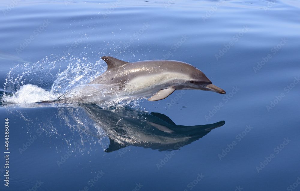 Fototapeta premium Common Dolphins in Santa Barbara Channel